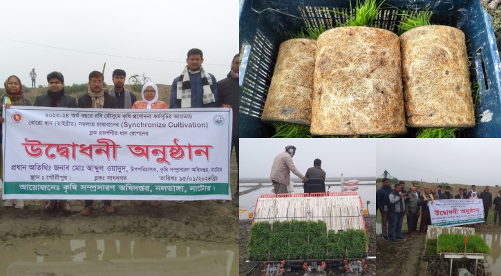 সমলয় প্রযুক্তিতে হালতিবিলে চাষ হচ্ছে হাইব্রিড হিরা-২ জাতের বোরো ধান